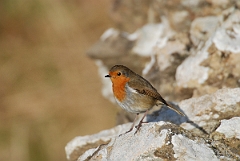 David Plant Photography - Wildlife Photographer - Robin - D